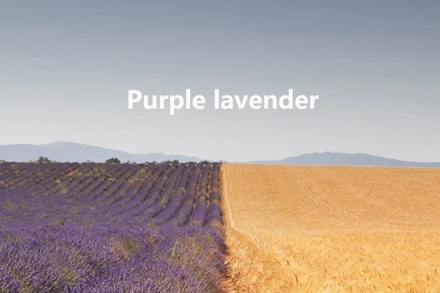 高端洗護品牌代理，選擇purplelavender