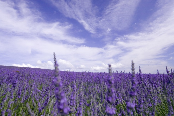 Purplelavender洗護產品，從早到晚守護男士肌膚活力